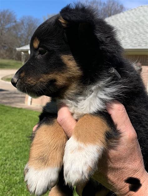 Check back often for updates on puppies! Rocky in 2020 | Puppies, Puppy adoption, English shepherd ...