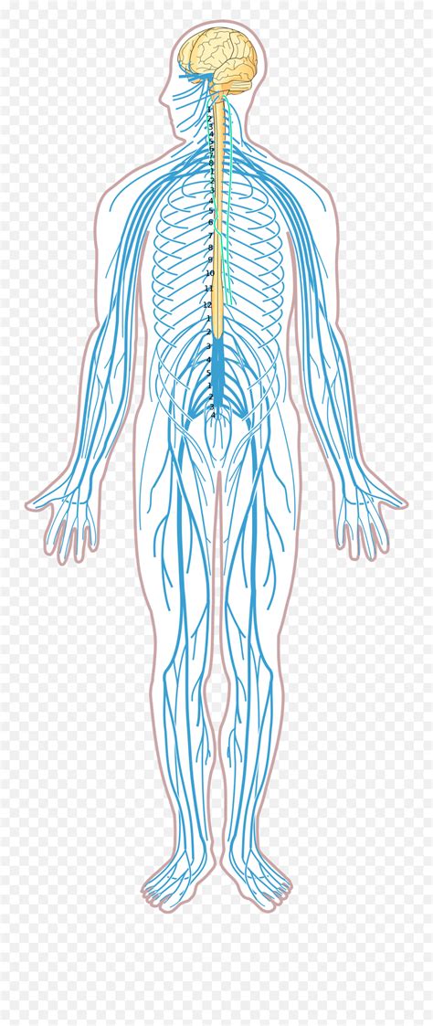 These two components encompass several other components. Nervous System Diagram Labeled : Human Central Nervous ...