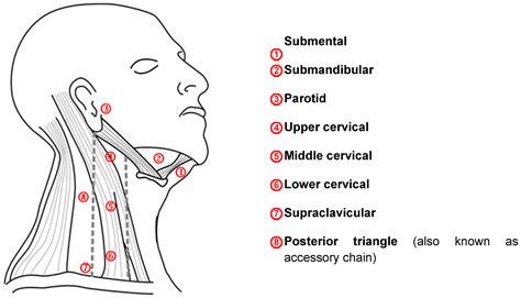 These structures can become inflamed and enlarged due to a variety of medical reasons, ranging the cervical lymph nodes are divided into anterior and posterior cervical lymph nodes. What Specific Region Does The Buccal Lymph Node Drain ...