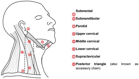 Lymph nodes have clinical significance. Local Metastasis in Head and Neck Cancer - an Overview ...