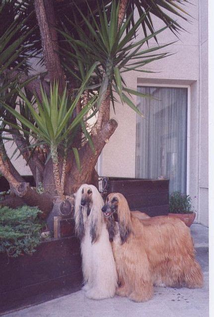 Eli and Lada by natalia_bulgakova, via Flickr | Afghan ...