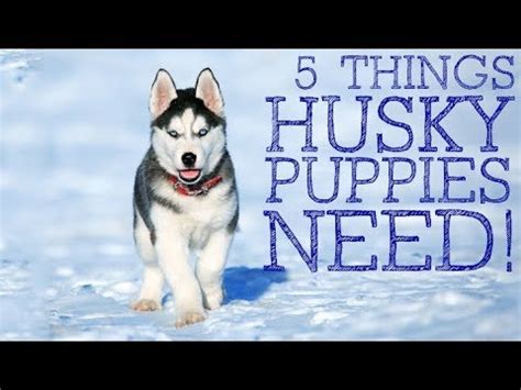 But some cases may require a bit of creative thought. 5 Things You MUST Have Before Owning A Husky Puppy - YouTube