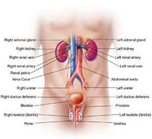 Abdominal wall anatomy that is clinically pertinent to the surgeon, focusing primarily on the structures of the anterior abdominal wall, will be reviewed. Male Anatomy Lower Abdomen - - Yahoo Image Search Results ...