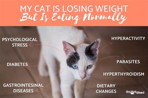 Maybe you would like to learn more about one of these? My Cat Is Getting Skinny but Is Still Eating - Why Your ...