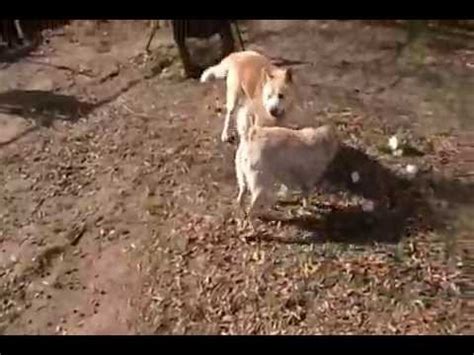 Watch the pornstars fighting each other! DOGS TRY TO KILL EACH OTHER THEN ONE ATTACKS ITS OWNER ...