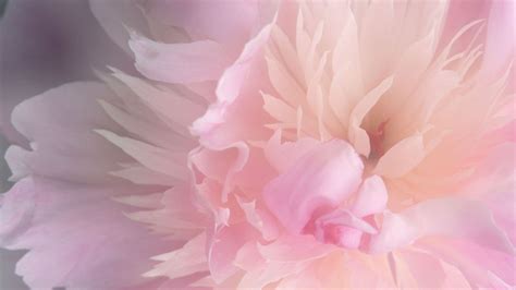 If you want to use it for your client/ shop / business, please select one of the commercial. Pink Peonies Wallpaper - WallpaperSafari
