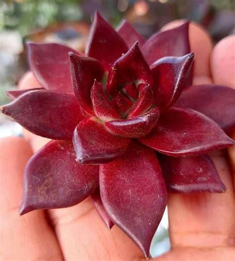 This will mainly happen in winter as rubin responds to cold weather by deeper red colours. ECHEVERIA AGAVOIDES 'ROMEO RUBIN' en 2020 | Suculentas