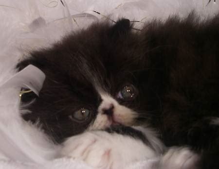If you find the prospect of litter training a little daunting, you may want to consider buying an older persian cat. Black & White Persian Female Kitten - Rocky Mountain ...