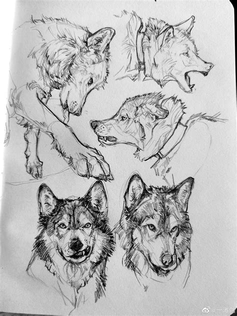 Wolf Art Drawing, Canine Drawing, Canine Art, Animal Sketches, Animal