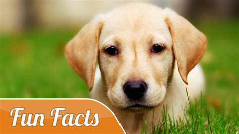 Sae parrots or clowns of the sae. 10 Fun Facts About Dogs - YouTube