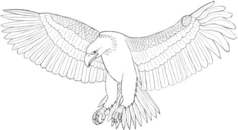 Click the download link to open/save the pdf, then print to your computer. Adult Coloring Pages Eagle | Eagle drawing, Drawings ...