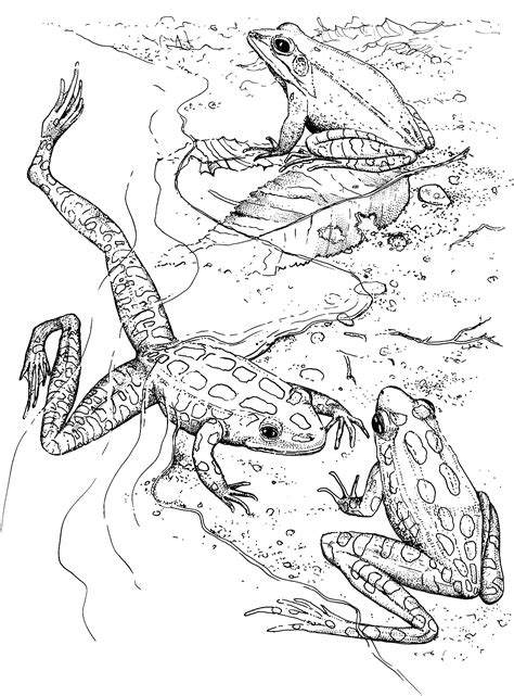 Small cute green frogs, red. Free Frog Coloring Pages
