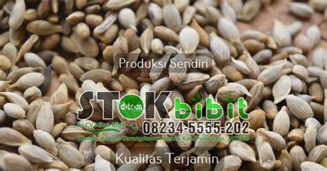 081910081601 durian d168 durian d197 bau duren cup jakarta durian kani. Kluwih sayur lodeh kluwih kacang panjang - bibit mangga ...