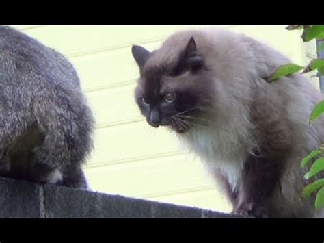 We did not find results for: 【実録 たぬき猫の喧嘩】Cat fight similar to raccoon dog - YouTube