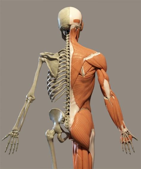 Back muscles rear view & #8211; Douglas College Human Anatomy & Physiology I (2nd ed ...