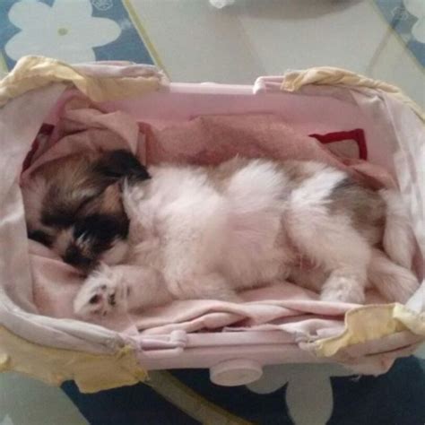 Caroline, princess of hanover (caroline louise marguerite grimaldi; Pin de Carolina Gutierrez en Lhasa Apso