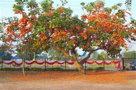 Albero ornamentale che raggiunge i 15 18 m d. Joy in Thailand: L'albero dai fiori rossi (ทองกวาว)