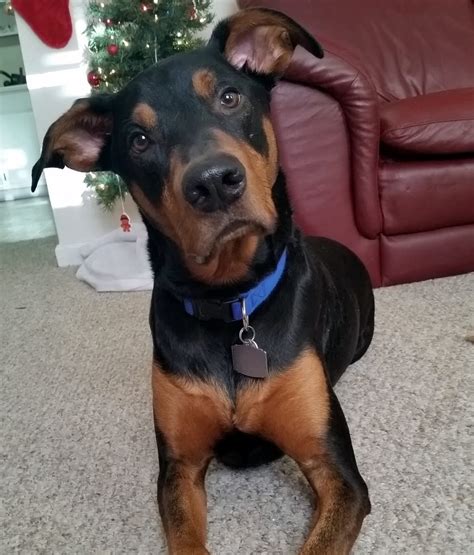 We did not find results for: 10 Awesome Doberman Mixes You Need To Feast Your Eyes On