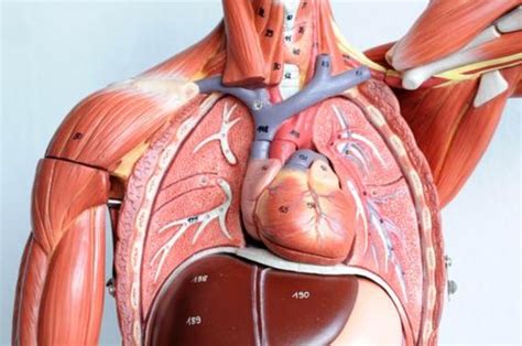 Find the perfect anatomy of the chest organs stock photos and editorial news pictures from getty images. We're sorry, but something went wrong (500)