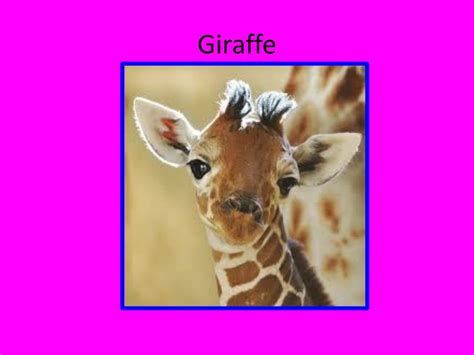 It has shown that dogs, already nauseated before grazing, were more likely to throw up after. PPT - Giraffe PowerPoint Presentation, free download - ID ...