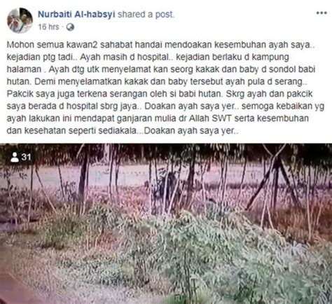 Babi hutan yang ditemukan bawor (55) jadi sorotan karena punya ciri fisik yang dinilai aneh. Parah disondol babi hutan selepas selamatkan dua beranak ...