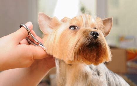 That's why we never use cages, kennel dryers or harsh chemicals during the. Pet Grooming Near Me - Veterinary Wellness Center of ...