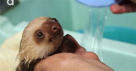 5 out of 5 stars. Baby Sloth Is Given A Bath In Adorable Video