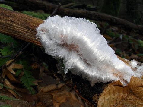 Then, glide the epilator in the direction opposite to the hair growth to pluck off your white facial hair. Researchers identify fungus responsible for peculiar ice ...