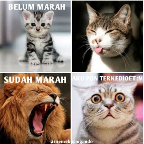 Maybe you would like to learn more about one of these? 10 Meme Kocak Seputar Kebiasaan Kucing, Bikin Ngakak!