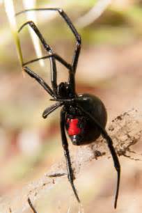 But if you think you've been bitten by this spider, make an appointment to see your doctor. Black Widow Bite | AAI Pest Control - Pest Control Company ...