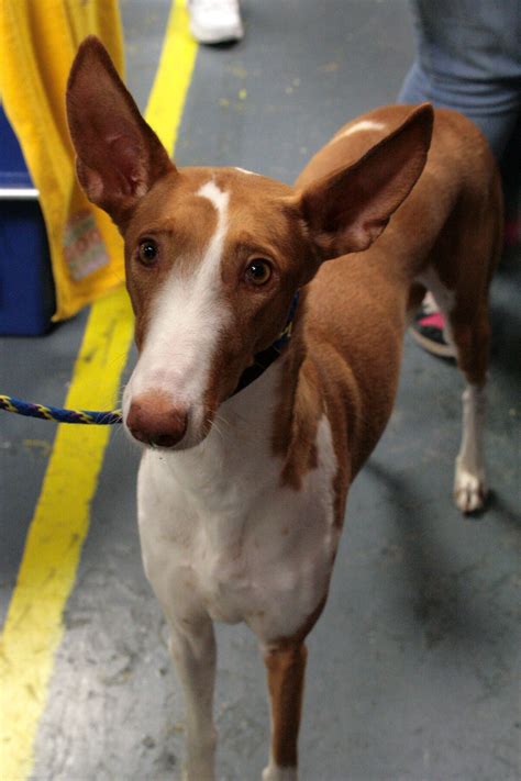 Join millions of people using oodle to find puppies for adoption, dog and puppy listings, and other pets adoption. Ibizan Hound Information - Dog Breeds at thepetowners