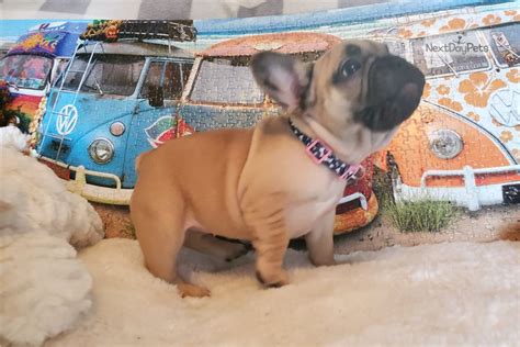 Ella hi, ella is a french bulldog puppy. Binkie Akc: French Bulldog puppy for sale near Springfield ...