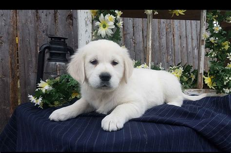 This is the price you can expect to budget for a bugg with papers but without breeding rights nor show quality. Stanley Bicher - Golden Retriever Puppies For Sale - Born ...