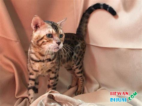 Kucing bengal merupakan kucing besar seperti harimau atau macan tutul? Dijual Kucing Bengal Jantan PEDIGREE | HewanDijual.com