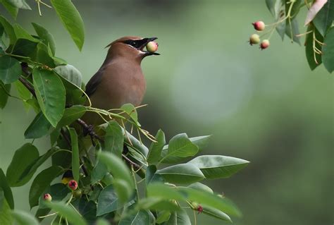 Aug 11, 2020 · cedar contains natural preservatives in its fibers that help the wood last longer than other varieties. Native Animal Profile: Cedar Waxwing