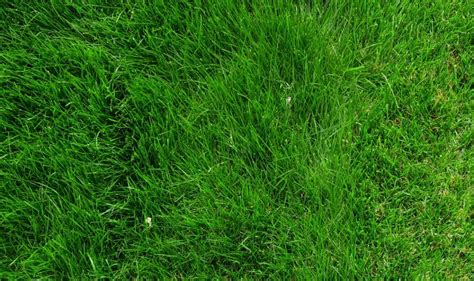 Follow the directions on the back of your seed bag to determine how much seed to plant. Zoysia Grass Archives - Frisco Lawn Pros