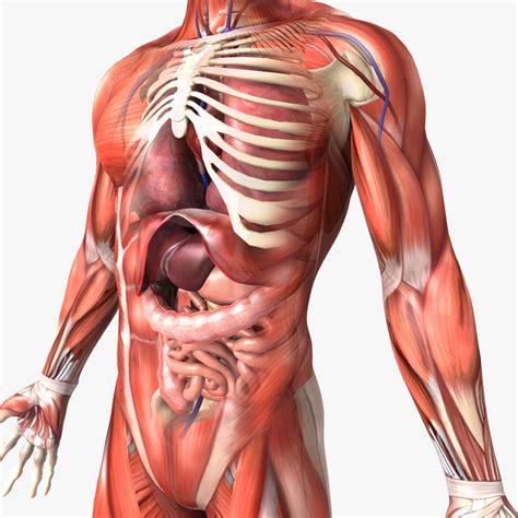 Mastering this subject requires excellent fundamental anatomical terminology and vocabulary as well, so it's important not to overlook this aspect. Human Male Anatomy 3D Model MAX OBJ FBX C4D LWO LW LWS MA ...