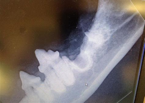 Volume, making them more susceptible to fluid. Periodontal Disease in Dogs and Cats - Animal Hospitals of ...