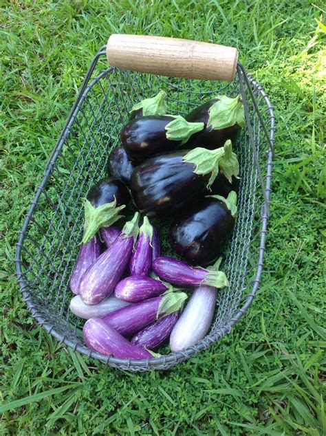 Canakci and akinci, (2006) reported that energy requirement for eggplant harvesting is significantly. Eggplant Harvest