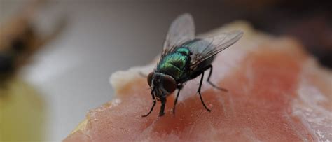 Hier erhalten sie antworten auf ihre gartenfragen. 5 einfache Schritte um Fliegen aus der Küche zu vertreiben ...