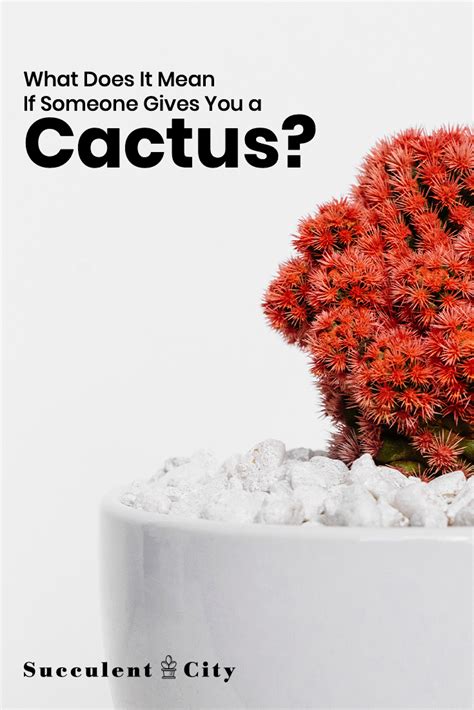 Knowing plant symbolism can help you pick decor and gifts that are more meaningful and personalized. What Does it Mean if Someone Gives You a Cactus? | Cactus ...