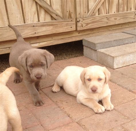 Champagne labrador puppies, like other labs, are friendly, playful, and ready to give their forever families plenty of love. champagne labrador puppies | Prices | Rockin' B Labradors ...