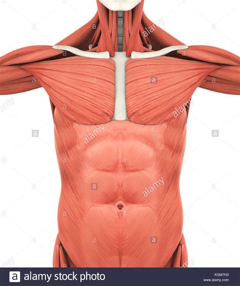 Handsome bodybuilder posing on gray background. Upper Torso Anatomy - Torso Model Human Body Model ...