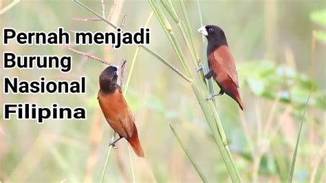 Pikbest telah menemui 400 besar burung pipit royalti kesan bunyi saham percuma. Habitat burung pipit dikalimantan - YouTube