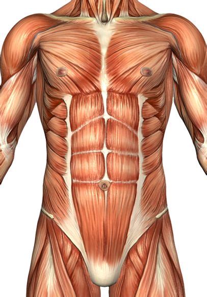 Have you ever wondered if your abs are just one big muscle or divided. External Oblique Muscle | Muscle anatomy, Six pack abs, Abdominal muscles anatomy