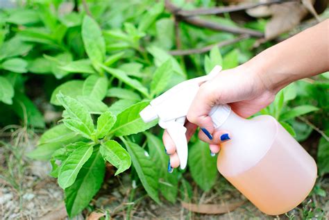 They can also be controlled by planting resistant crops alongside the vegetables, changing cultivation methods, manual picking, and question: How to Get Rid of Animal Pests With Hot Pepper Spray: 11 Steps