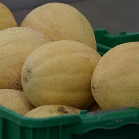 Harvesting Melons | Discover Muscatine