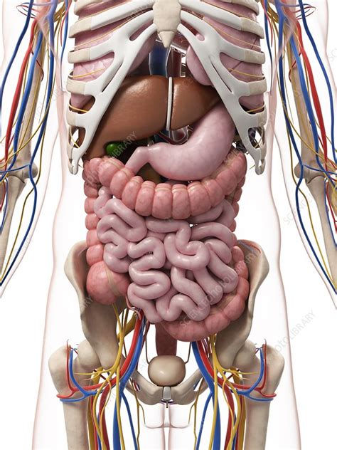 Male anatomy practice by sirderangedreindeer on deviantart 10 edit: Male anatomy, artwork - Stock Image - F007/7362 - Science Photo Library