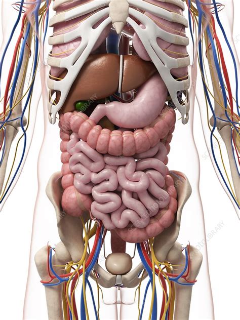 The collection contains illustrations, sketches, model sheets and tutorials… Male anatomy, artwork - Stock Image - F007/7362 - Science ...