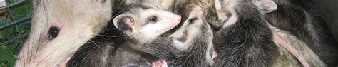 We specialize in the removal of critters from the attic of homes and businesses, and are respected in st. Saint Louis Opossum Removal